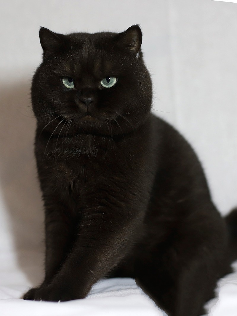 Mâle British Shorthair, partenaire de mariage Céleste
