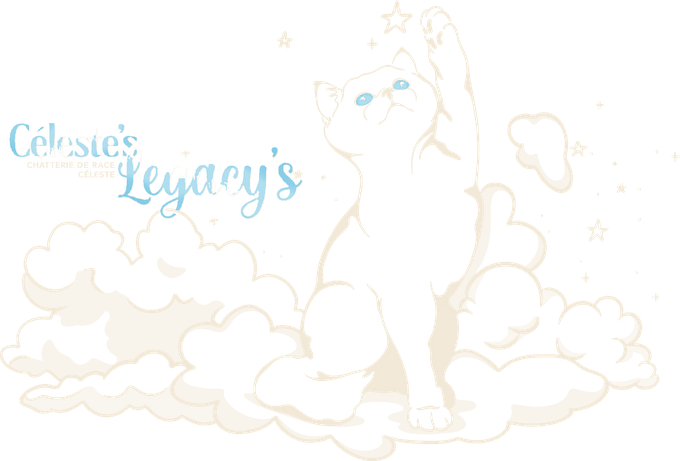 Élevage Chat Céleste · Celeste's Legacy