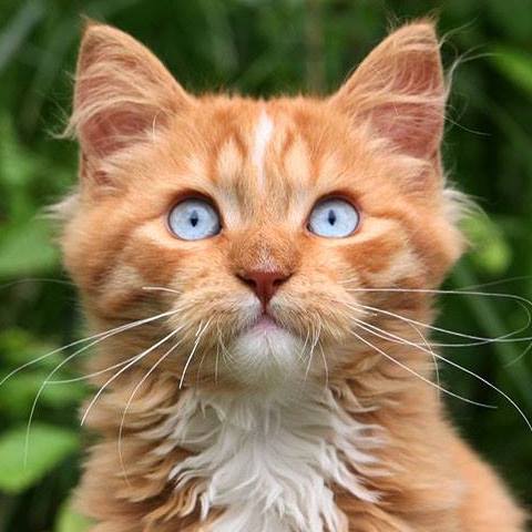 Socialiser un chaton : la fenêtre clé des premières semaines
