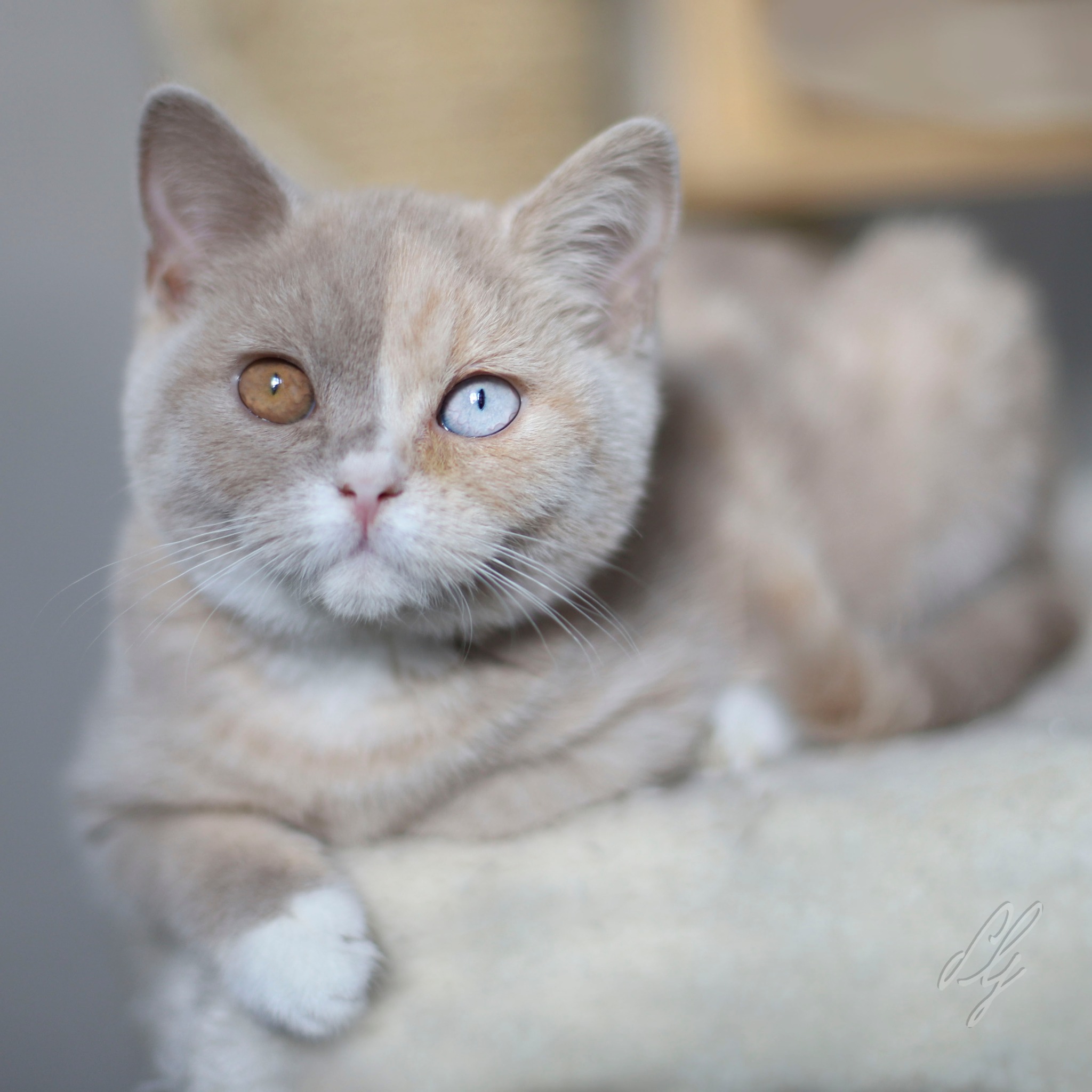 Le gène Kazakhstan : pourquoi les yeux du Chat Céleste restent bleus toute la vie