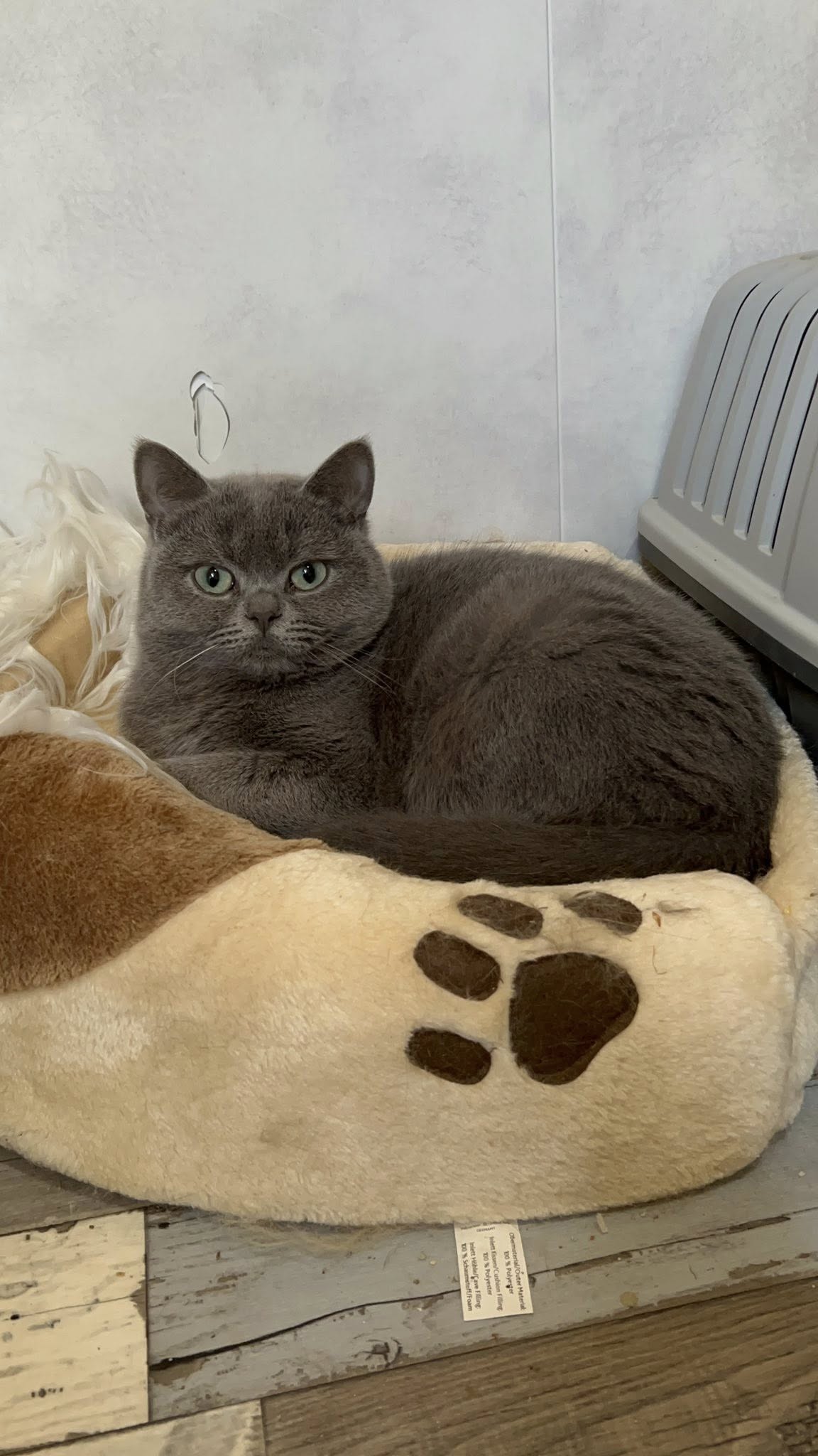 Chat Céleste bleu adulte, type semi-cobby