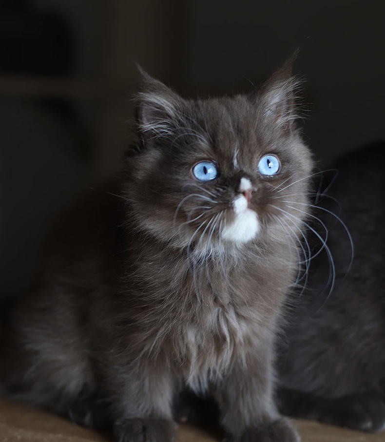 Chaton Chat Céleste bleu à poil long, yeux turquoise