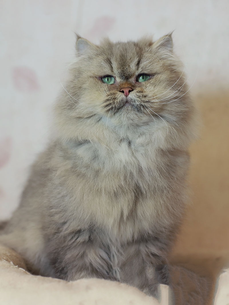 Toilettage du chat British : Shorthair ou Longhair, le bon entretien du pelage