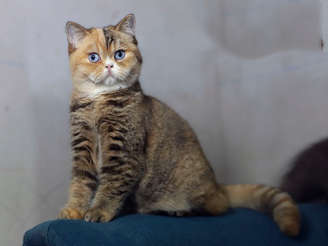 Jeune Chat Céleste golden aux yeux bleus, élevage Celeste's Legacy