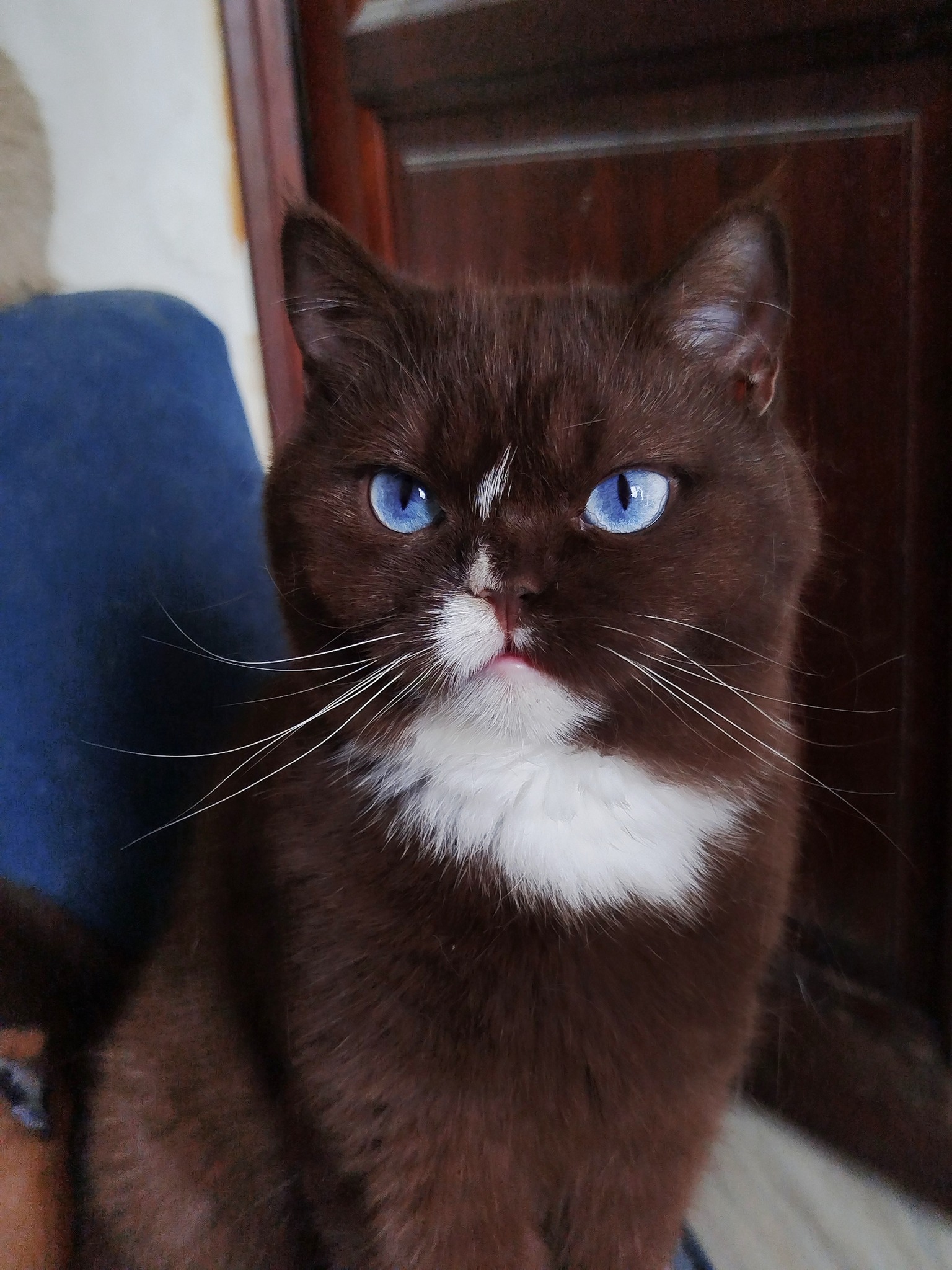 Chat Céleste vs British Shorthair : 7 différences clés à connaître