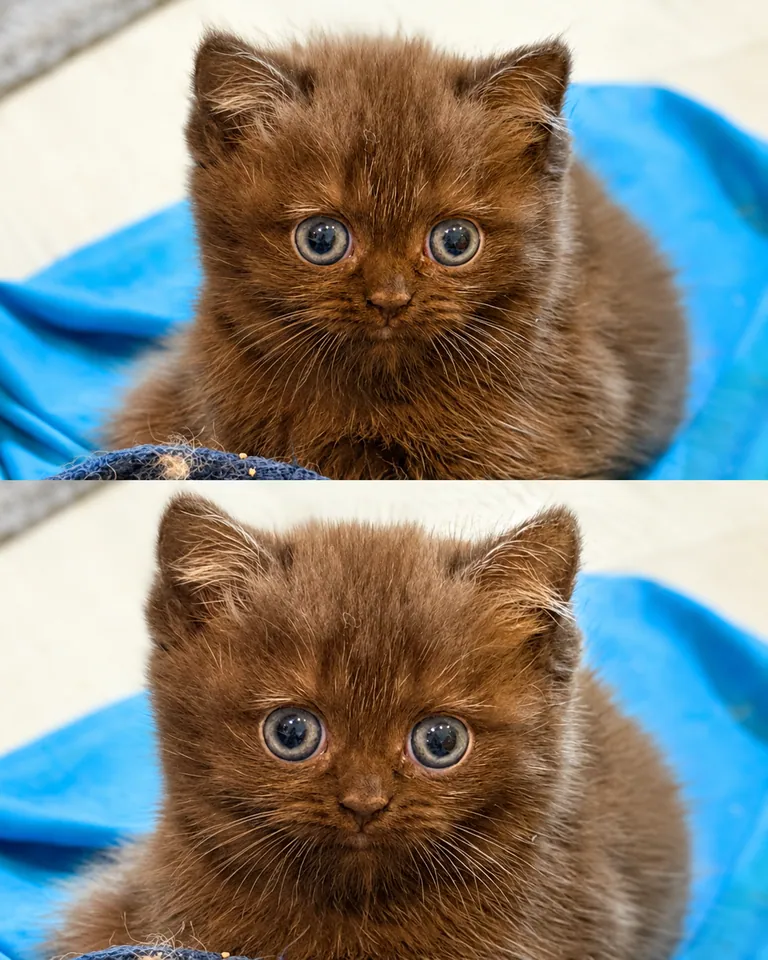 Bella, chaton Céleste Chocolat de la Portée Vajra x Chuppa – 1er mai 2026