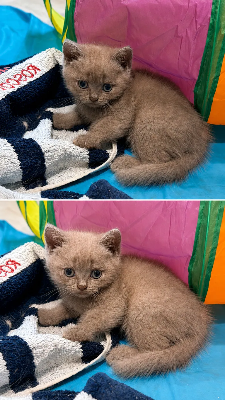 Baboo, chaton Céleste Lilac de la Portée Vajra x Chuppa – 1er mai 2026