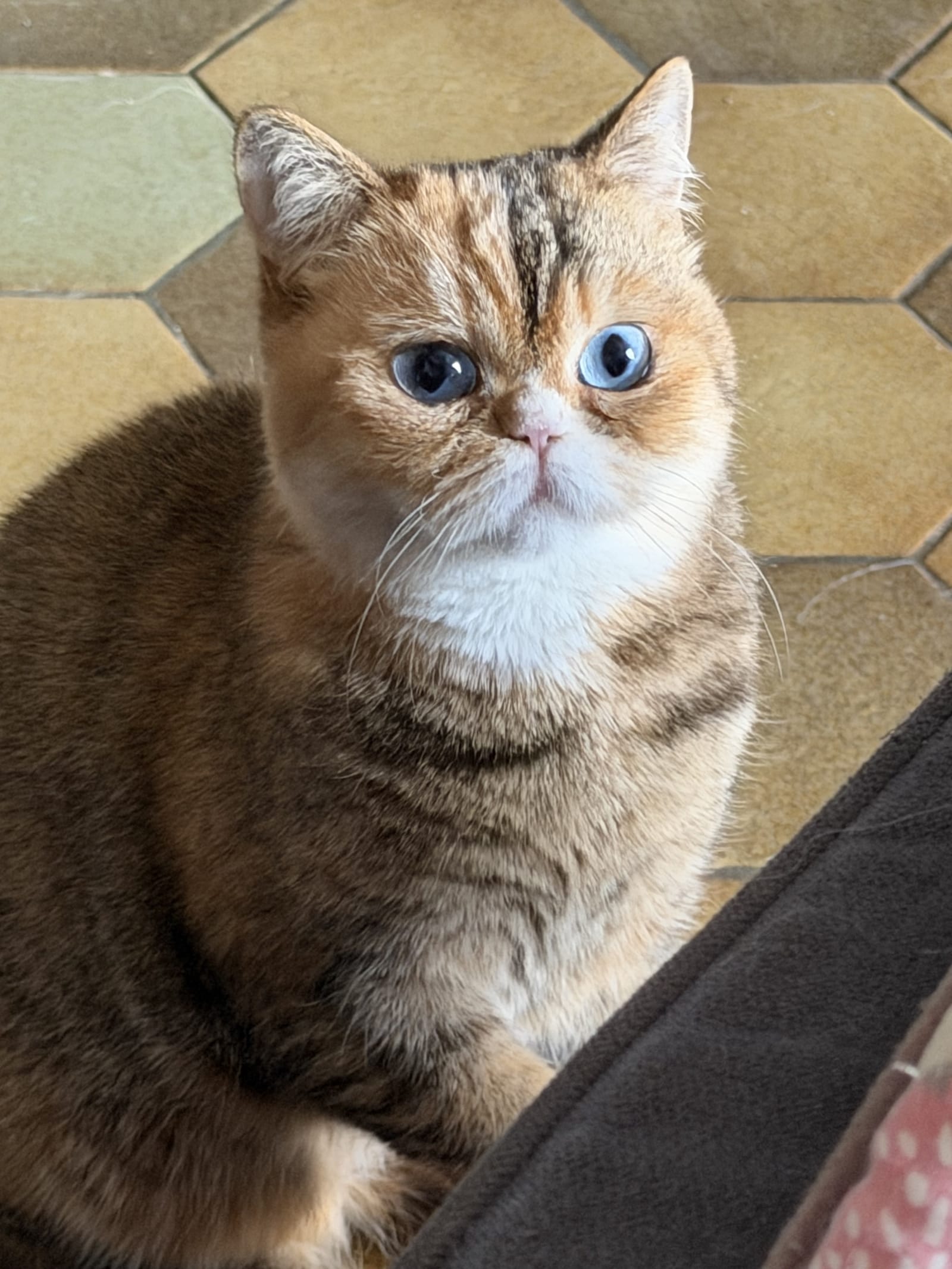 Santé & Entretien du Chat Céleste : Tout ce qu’il Faut Savoir