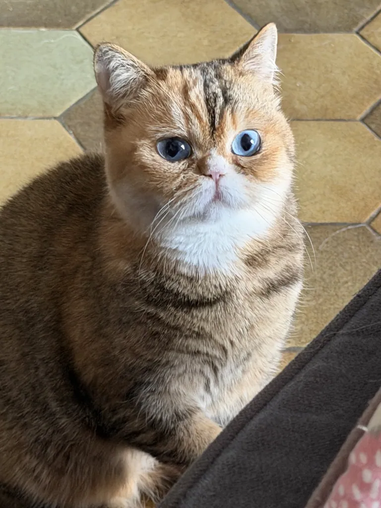 Umeboshi, chatte Céleste brown tortie aux yeux bleus