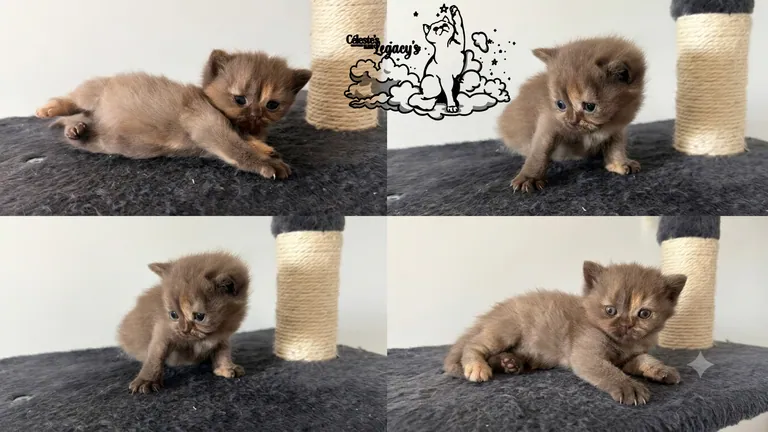 Balsane, chaton Céleste Chocolat Tortie de la Portée du 25 mai 2026
