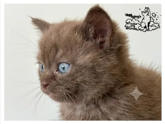 Beach, chaton Céleste Chocolat Locket de la Portée du 25 mai 2026