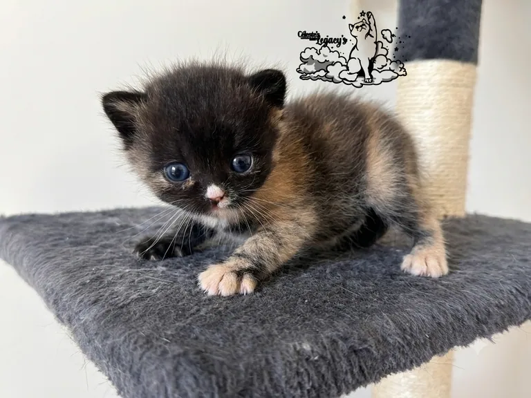 Beauty, chaton Céleste Black Tortie Locket de la Portée du 25 mai 2026