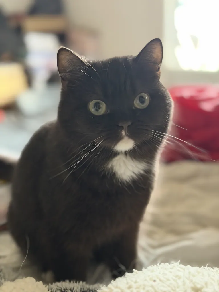 Vajra, chatte Céleste chocolat locket aux yeux verts
