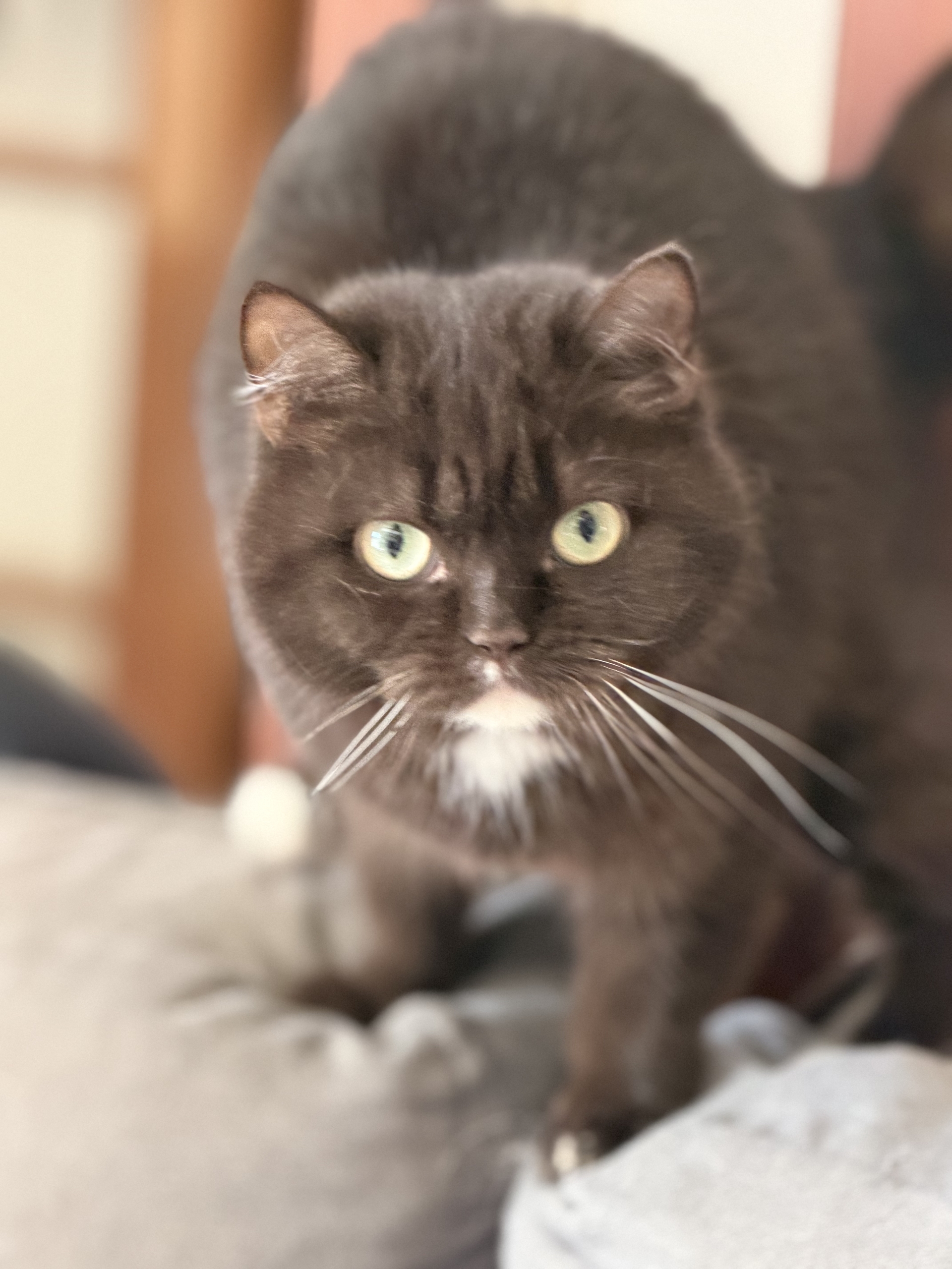 Vajra, Chat Céleste chocolat avec locket blanc
